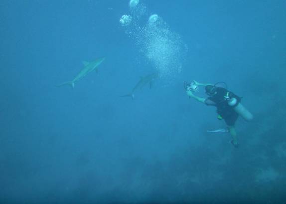 Fotografando tubarões durante mergulho em Providencia, ilha colombiana no Caribe